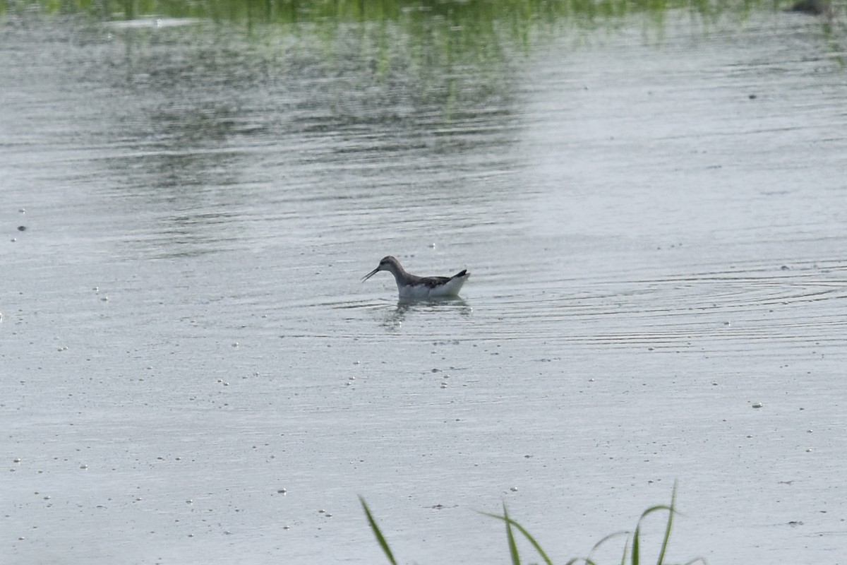 Wilson's Phalarope - ML67889511