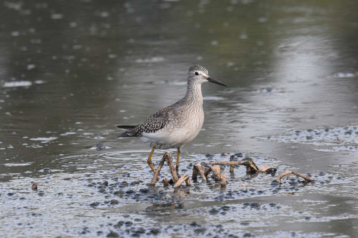 Lesser Yellowlegs - ML67890201