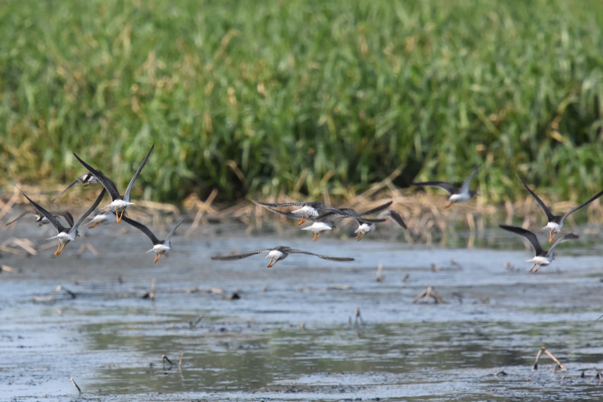 Lesser Yellowlegs - ML67890241