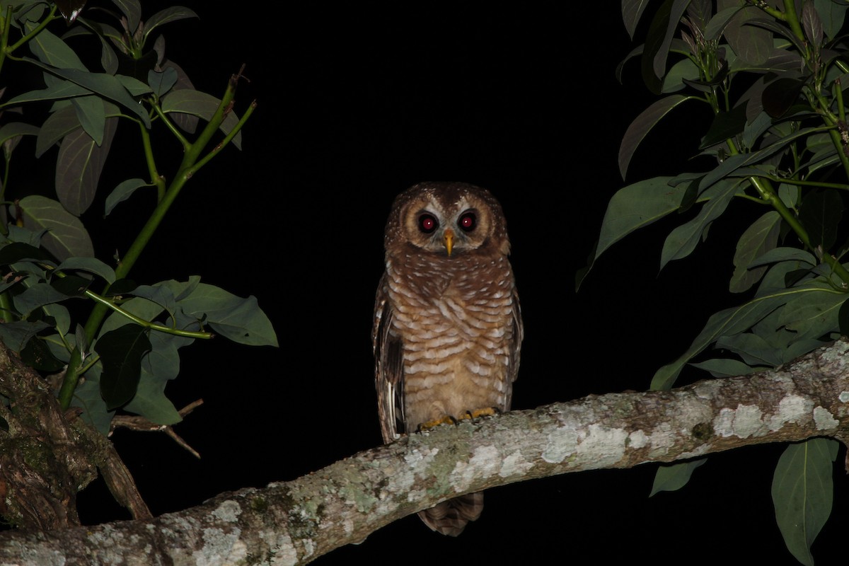 African Wood-Owl - Pam Rasmussen