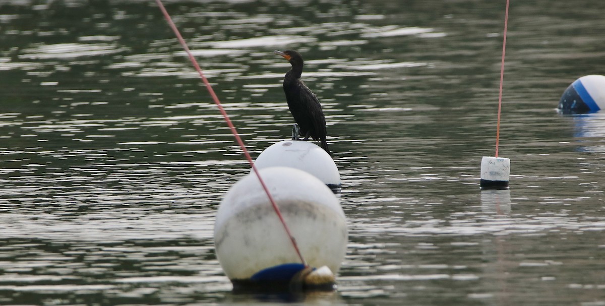 Double-crested Cormorant - Anonymous