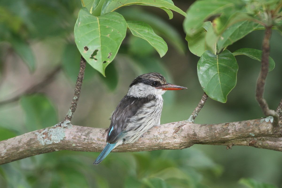 Striped Kingfisher - ML67891611