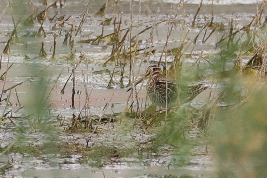 Wilson's Snipe - ML67891811