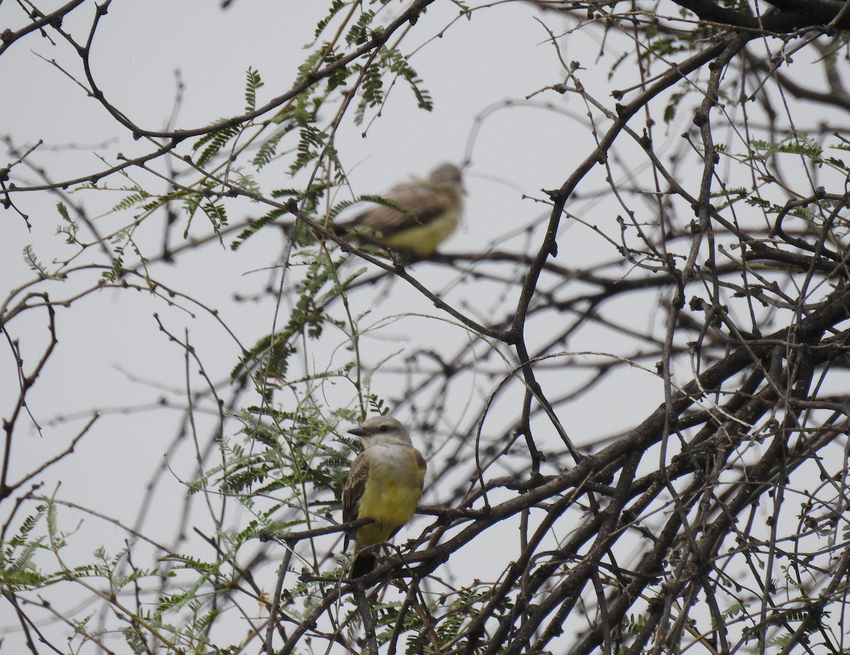 Western Kingbird - ML67892031