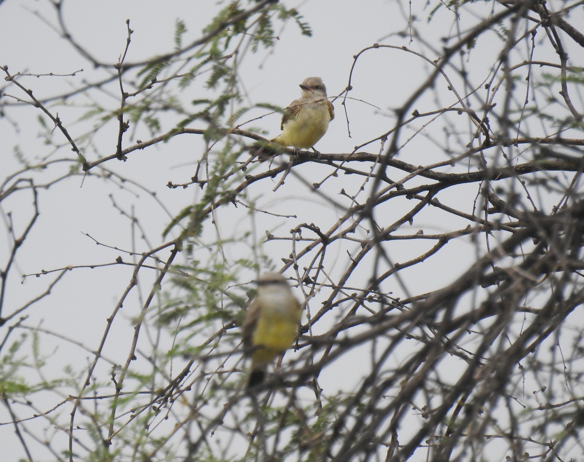 Western Kingbird - ML67892101