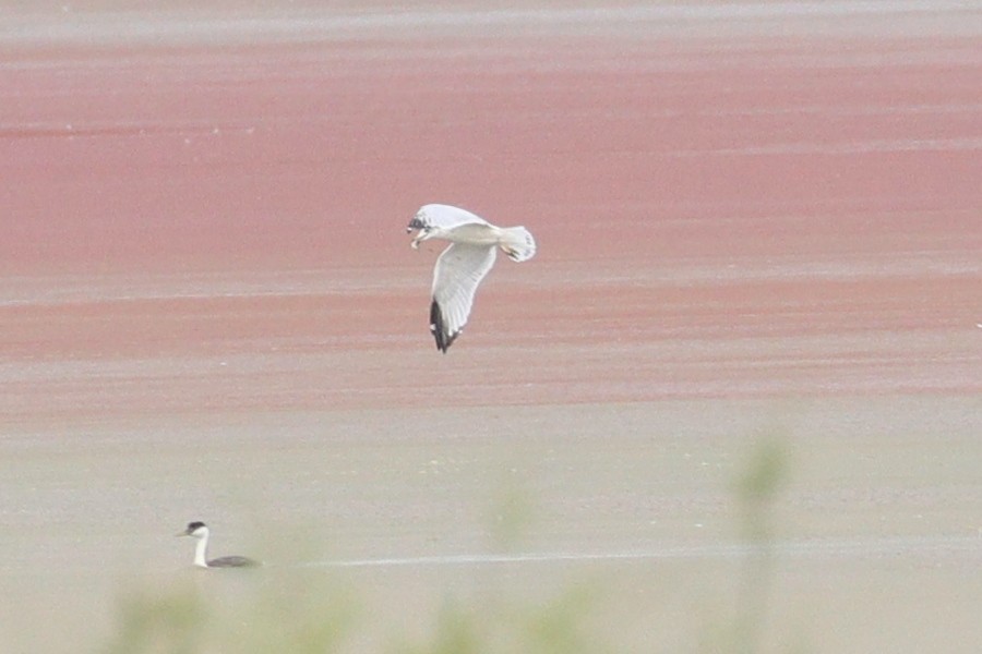 goéland ou mouette sp. - ML67893101