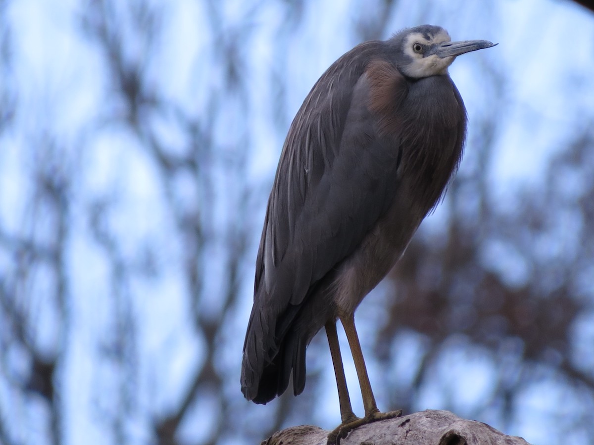 White-faced Heron - ML67893361