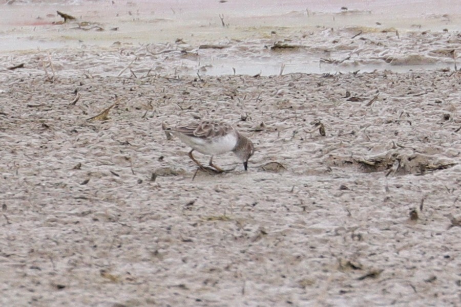 Semipalmated Sandpiper - ML67893571