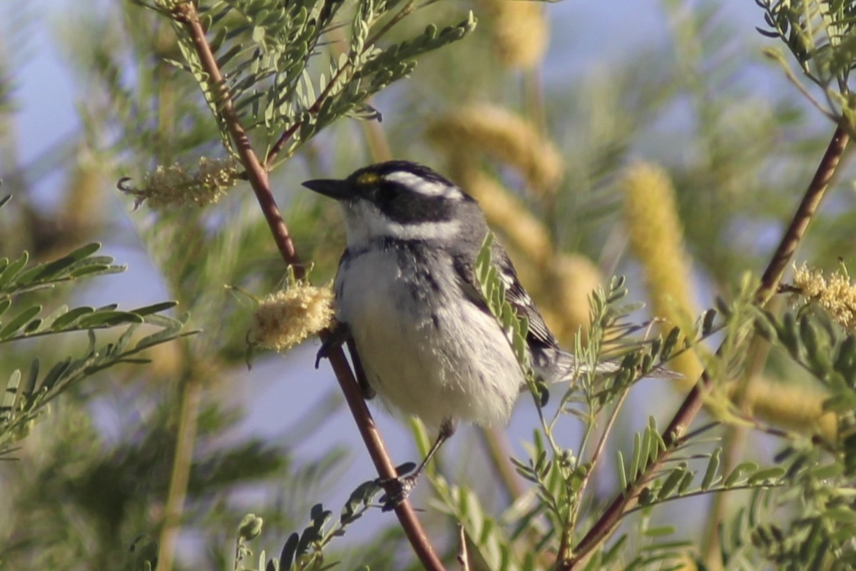 Black-throated Gray Warbler - ML67893661