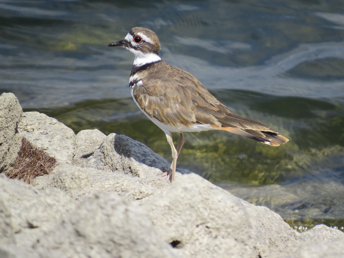 Killdeer - ML67893801