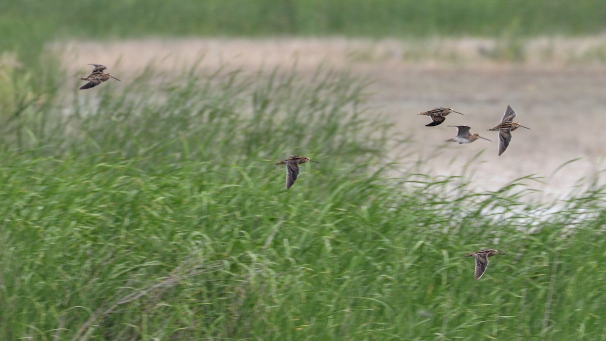 Wilson's Snipe - ML67894521