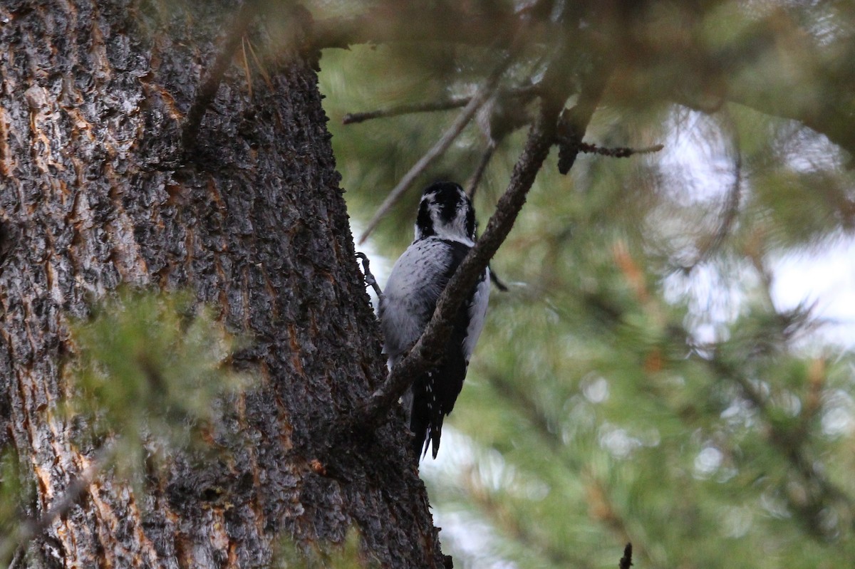 American Three-toed Woodpecker (Rocky Mts.) - ML67895291