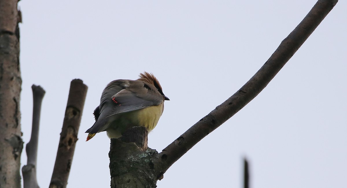 Cedar Waxwing - ML67895461