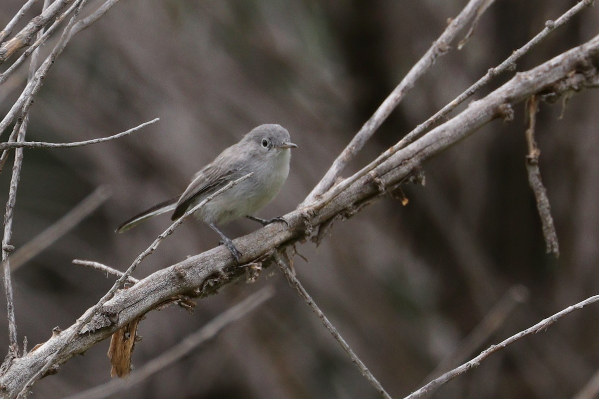 Blue-gray Gnatcatcher - ML67895491