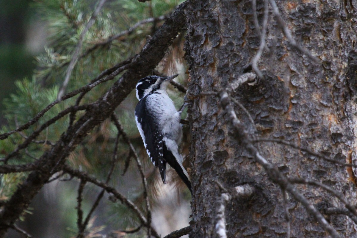 American Three-toed Woodpecker (Rocky Mts.) - ML67895511