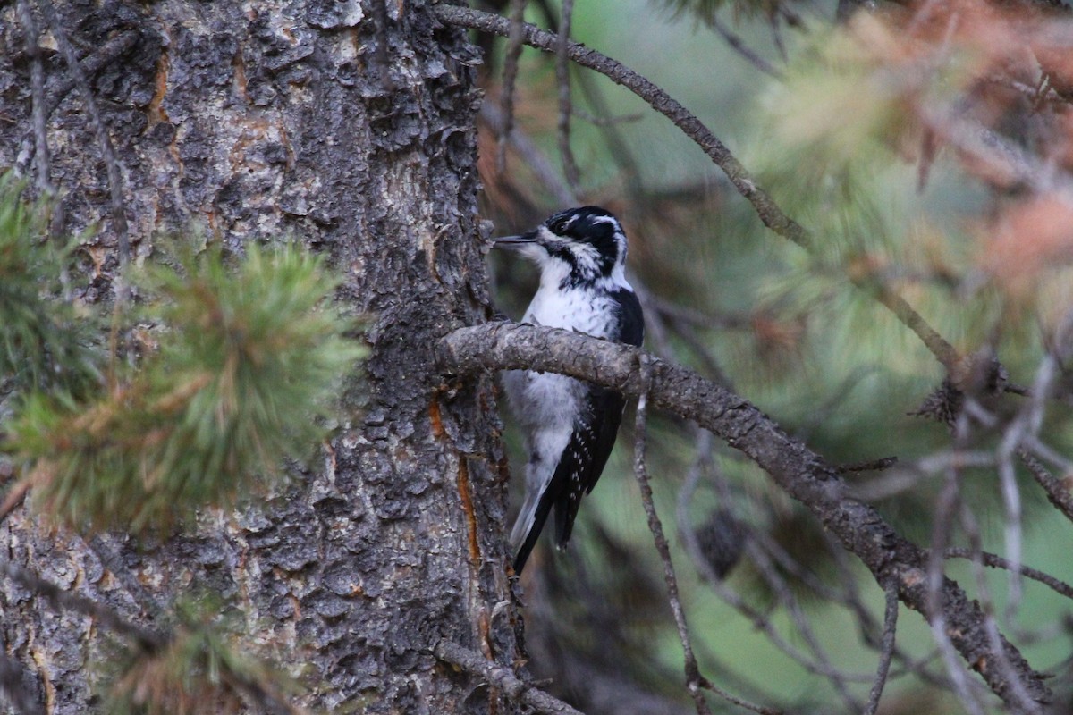 American Three-toed Woodpecker (Rocky Mts.) - ML67895731