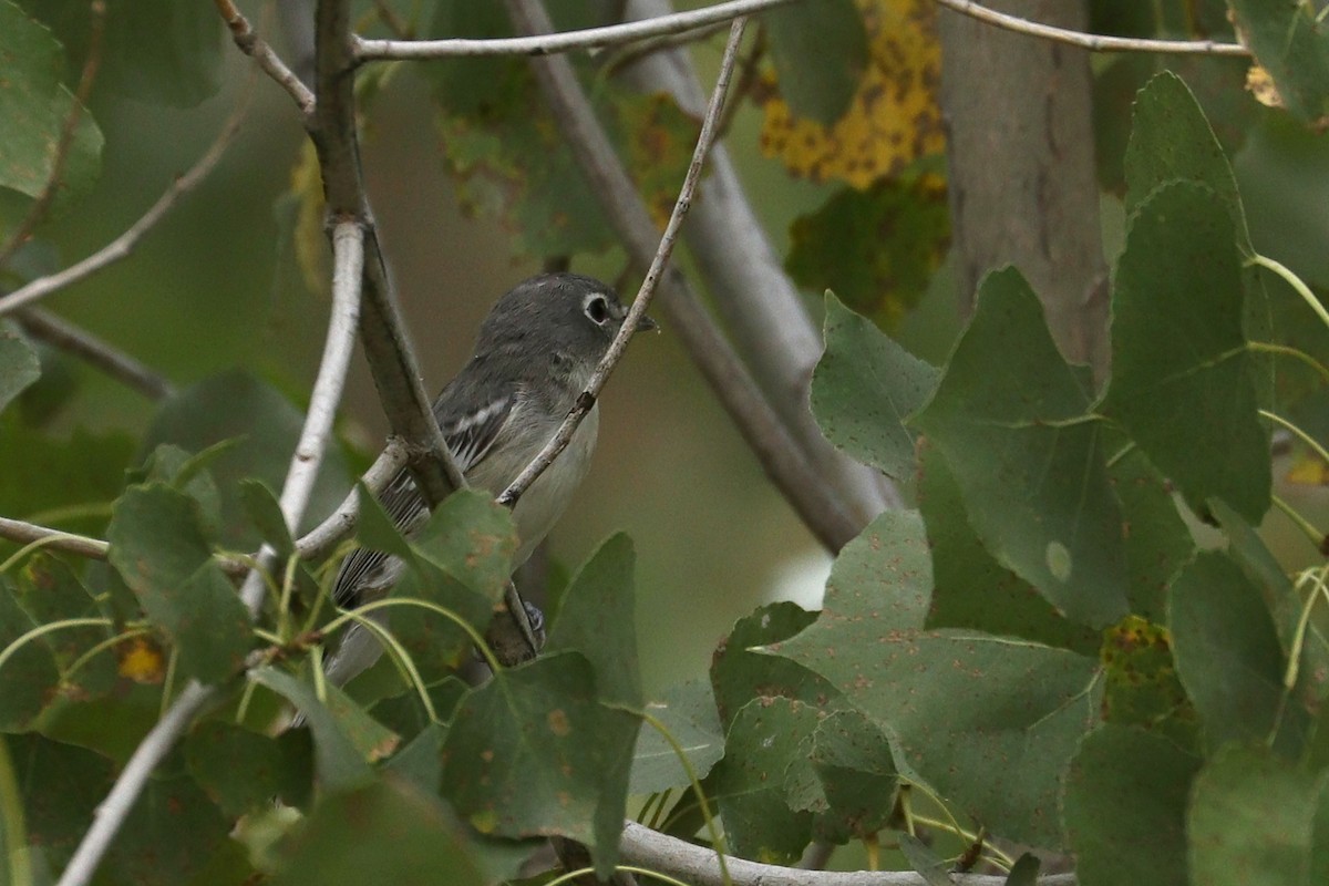 Plumbeous Vireo - ML67895781