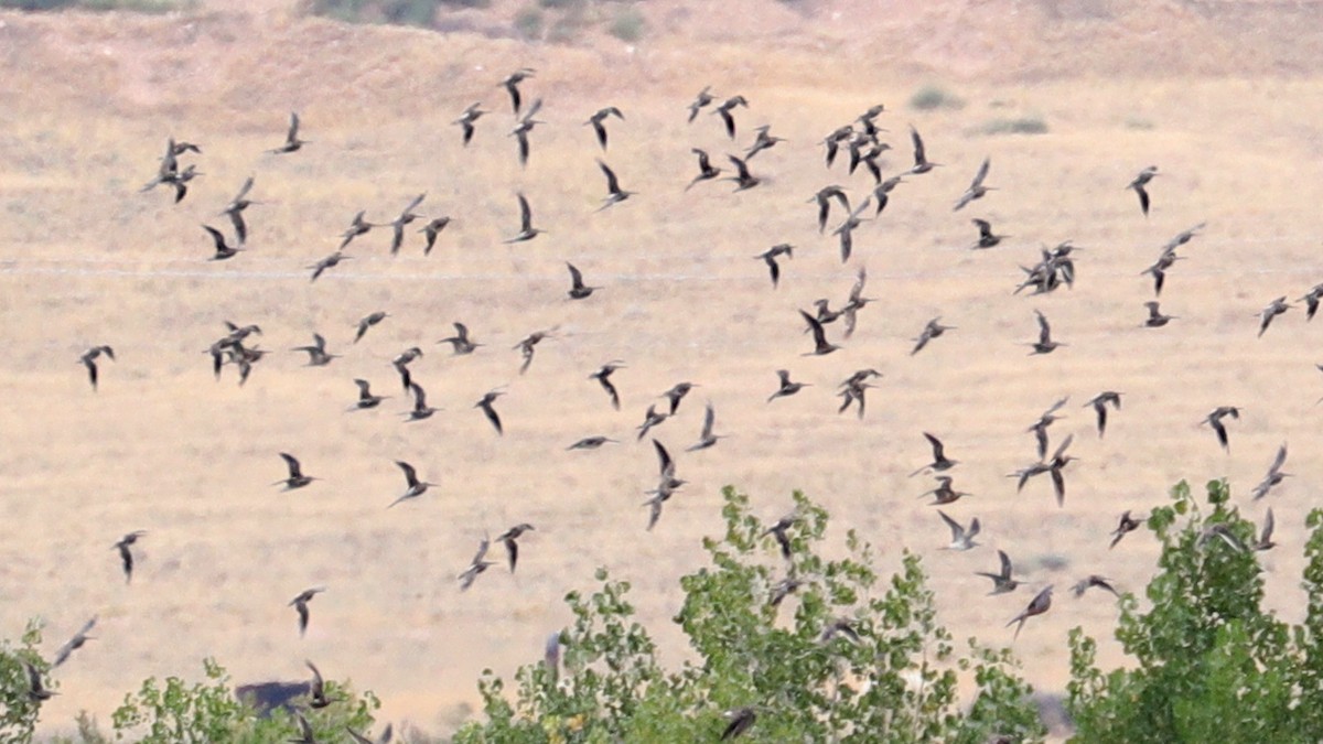 kortnebbekkasinsnipe/langnebbekkasinsnipe - ML67897331