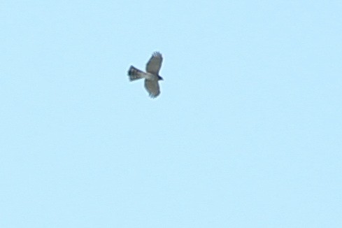 Sharp-shinned/Cooper's Hawk - ML67897431