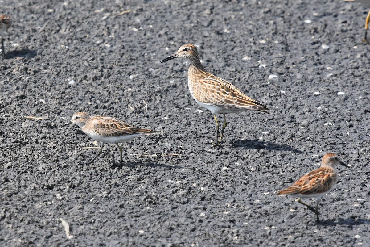 Pectoral Sandpiper - Justin  Nation