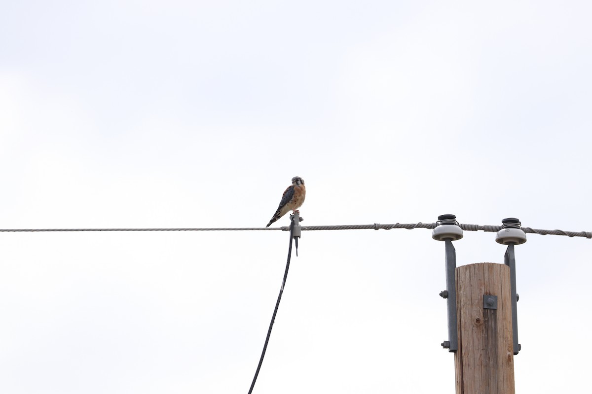 American Kestrel - ML67897791