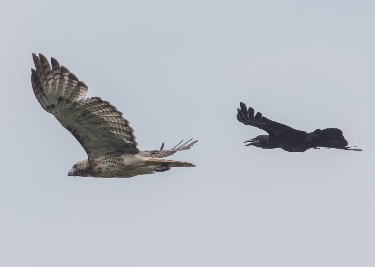 Red-tailed Hawk (borealis) - ML67897831