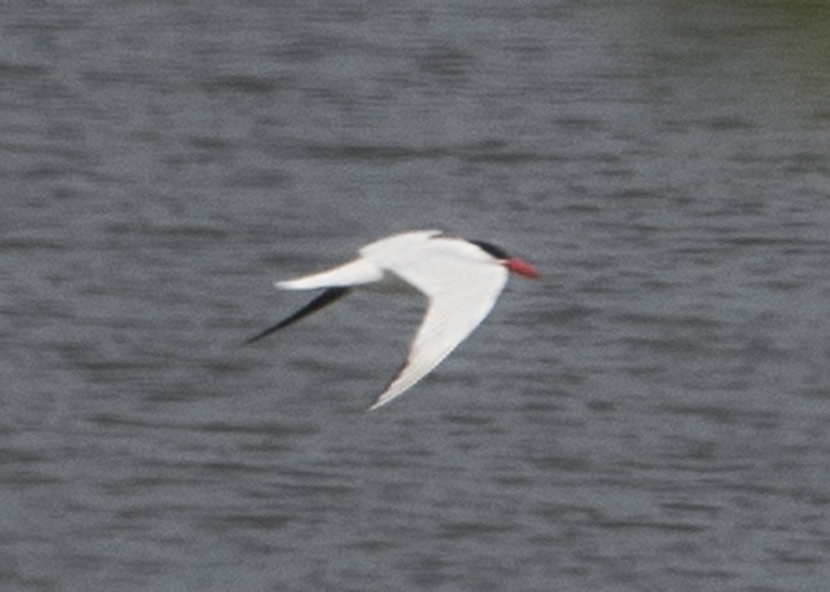 Caspian Tern - ML67897901