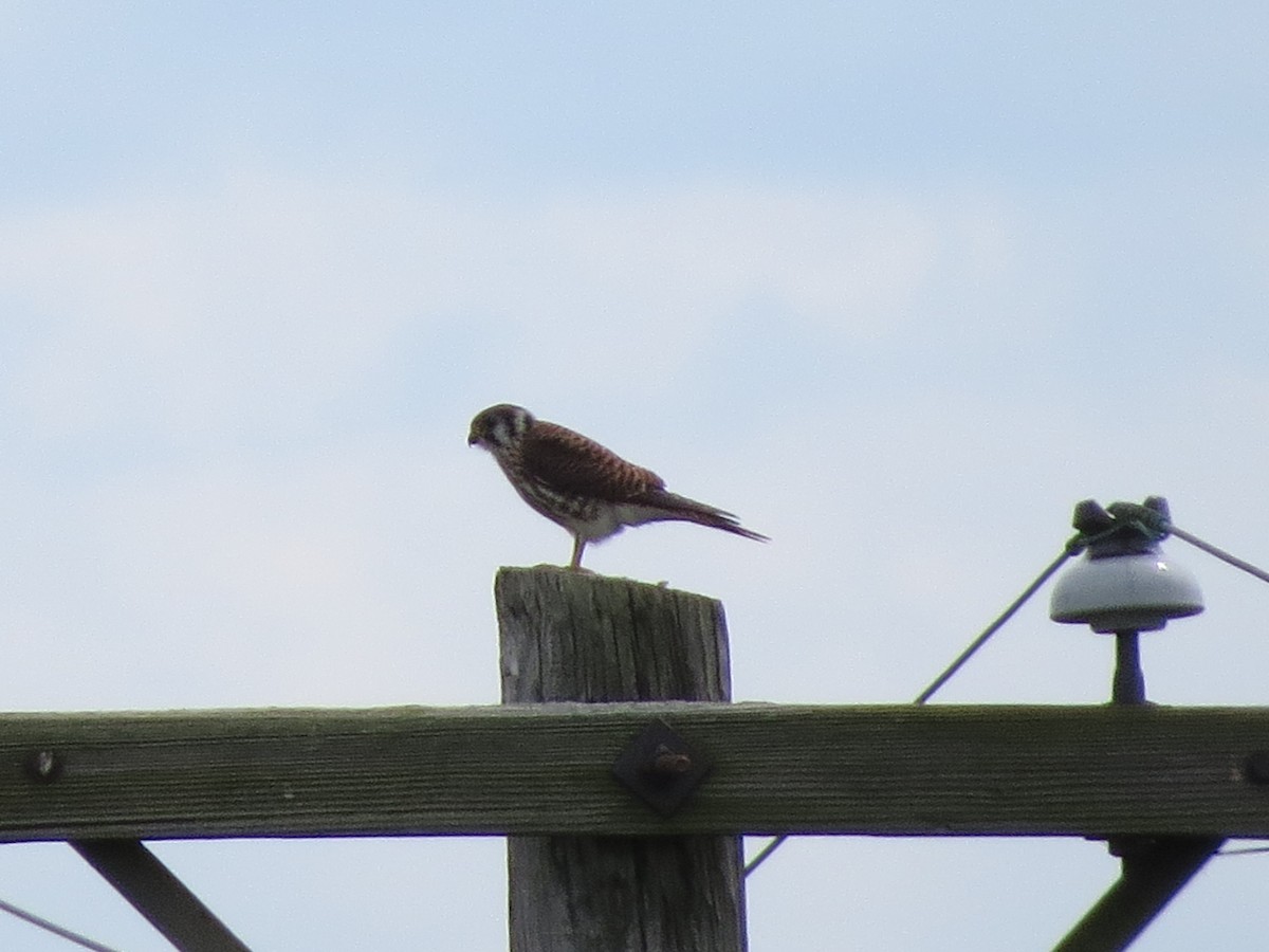 American Kestrel - ML67901041