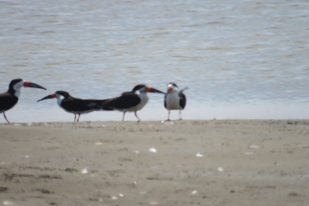 Black Skimmer - Miguel Alvan