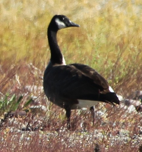 Canada Goose - ML67903701