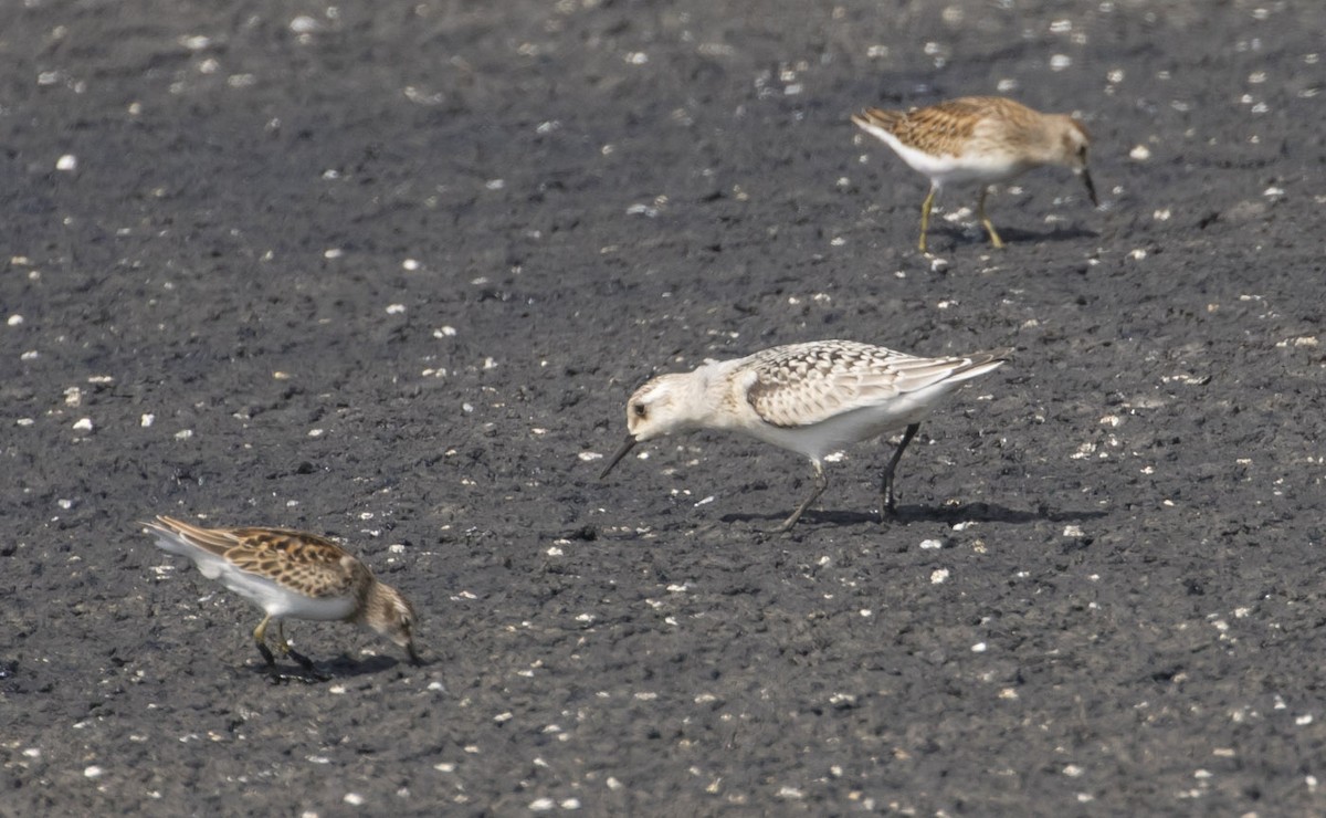 Sanderling - Michael Todd