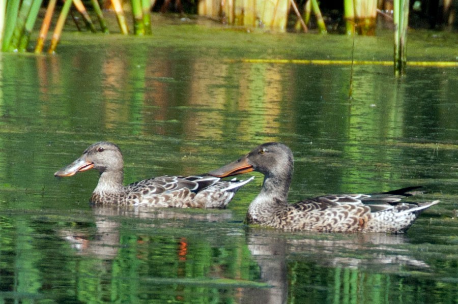 Northern Shoveler - ML67905551