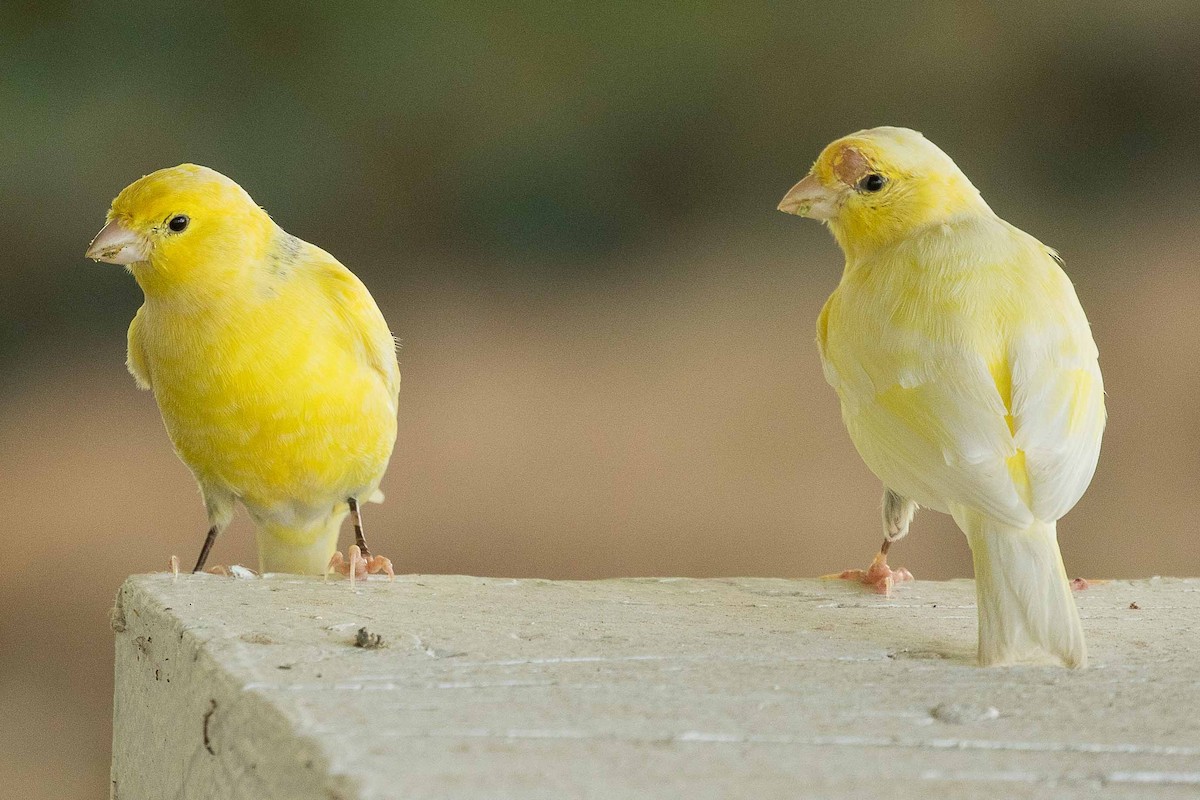 Island Canary (Domestic type) - ML67906281