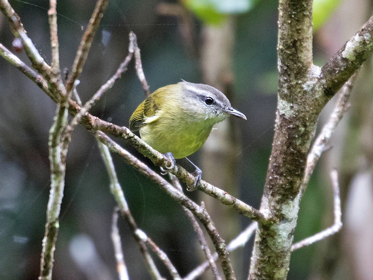 Island Leaf Warbler (Halmahera) - ML67906291