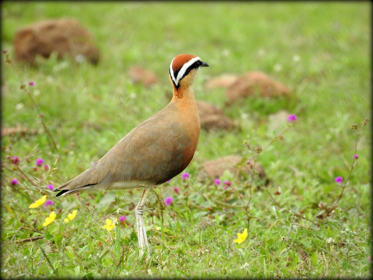 Indian Courser - ML67906441