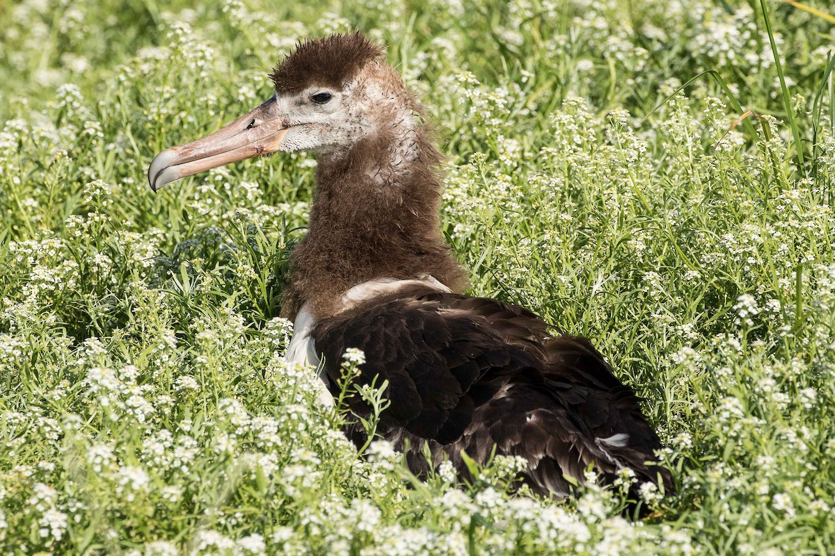 Albatros de Laysan - ML67906621