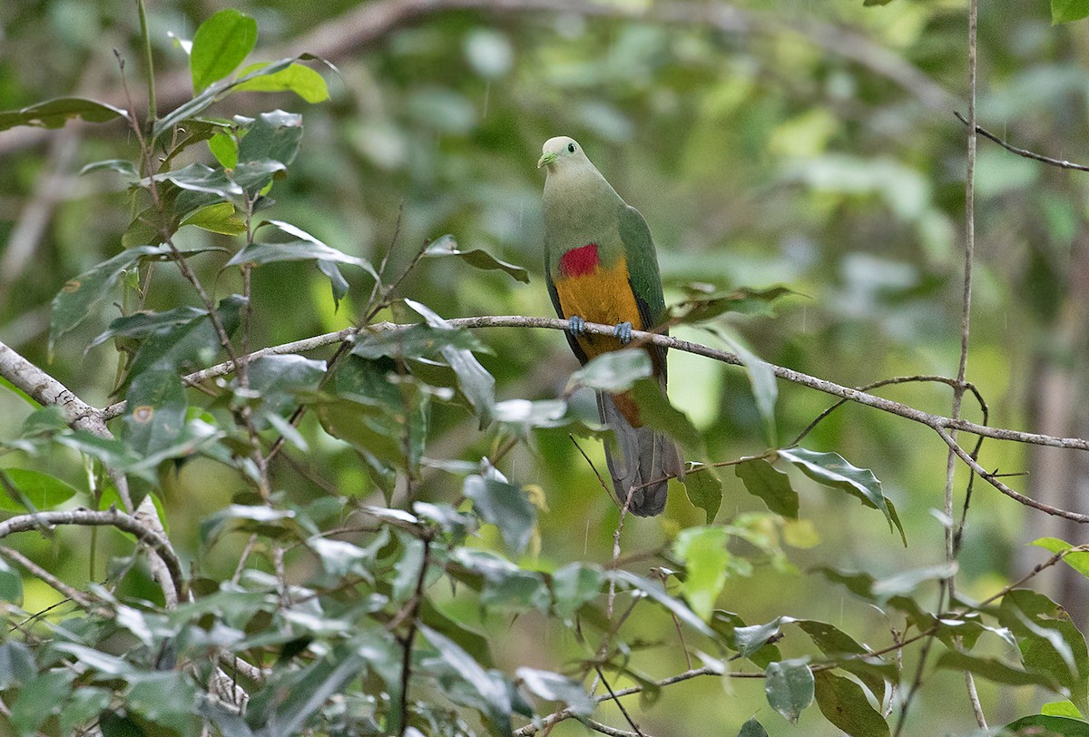 Scarlet-breasted Fruit-Dove - ML67906791