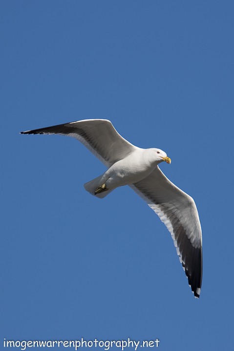 Kelp Gull - ML67907061