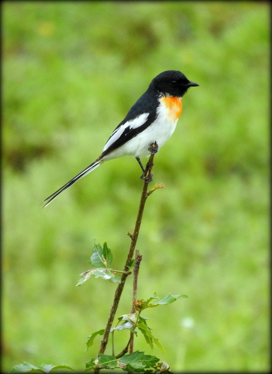 White-bellied Minivet - Abhijeet Rasal