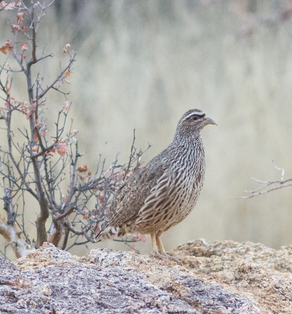 Hartlaub's Spurfowl - Richard and Margaret Alcorn