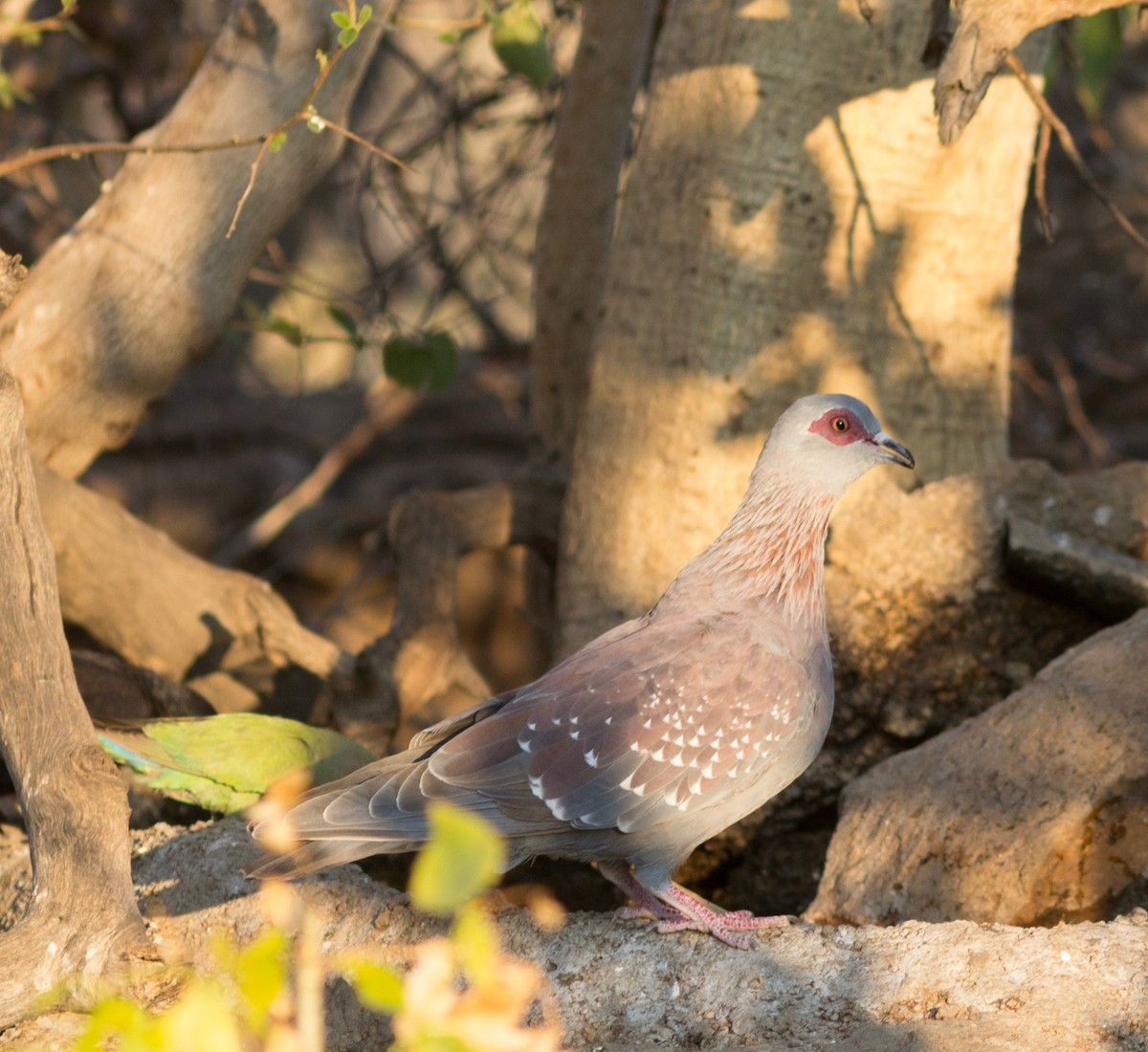 Pigeon roussard - ML67907621