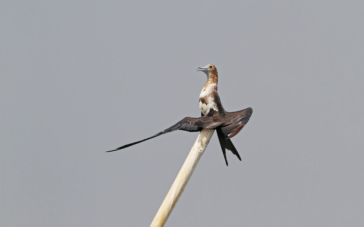 Lesser Frigatebird - Christoph Moning