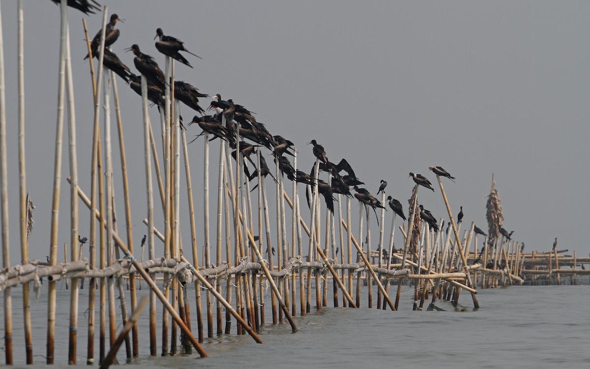 Lesser Frigatebird - ML67908941