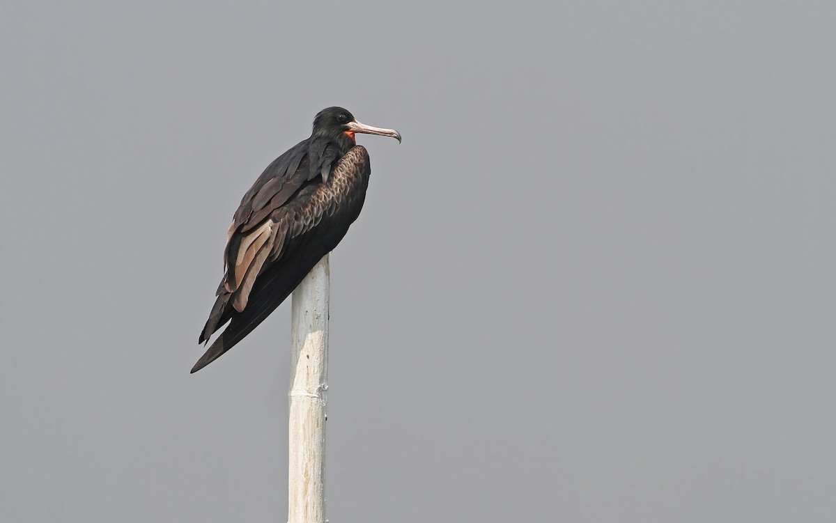 Christmas Island Frigatebird - ML67909151