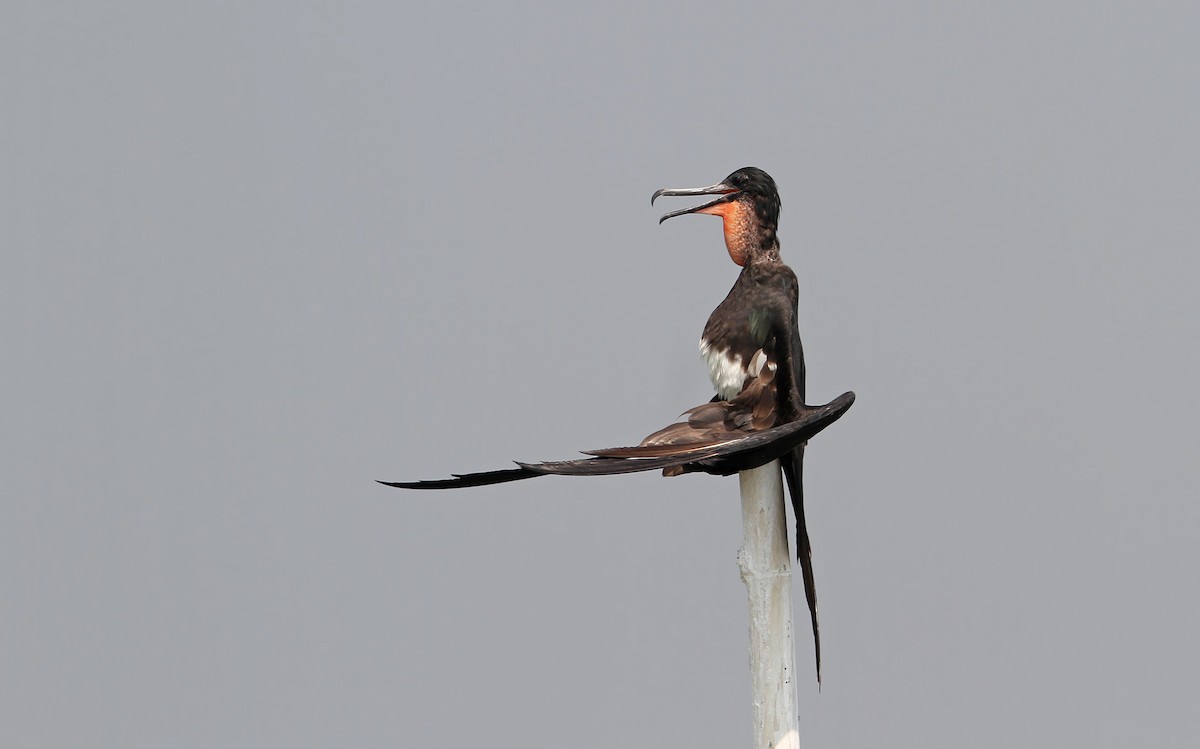 Christmas Island Frigatebird - ML67909171