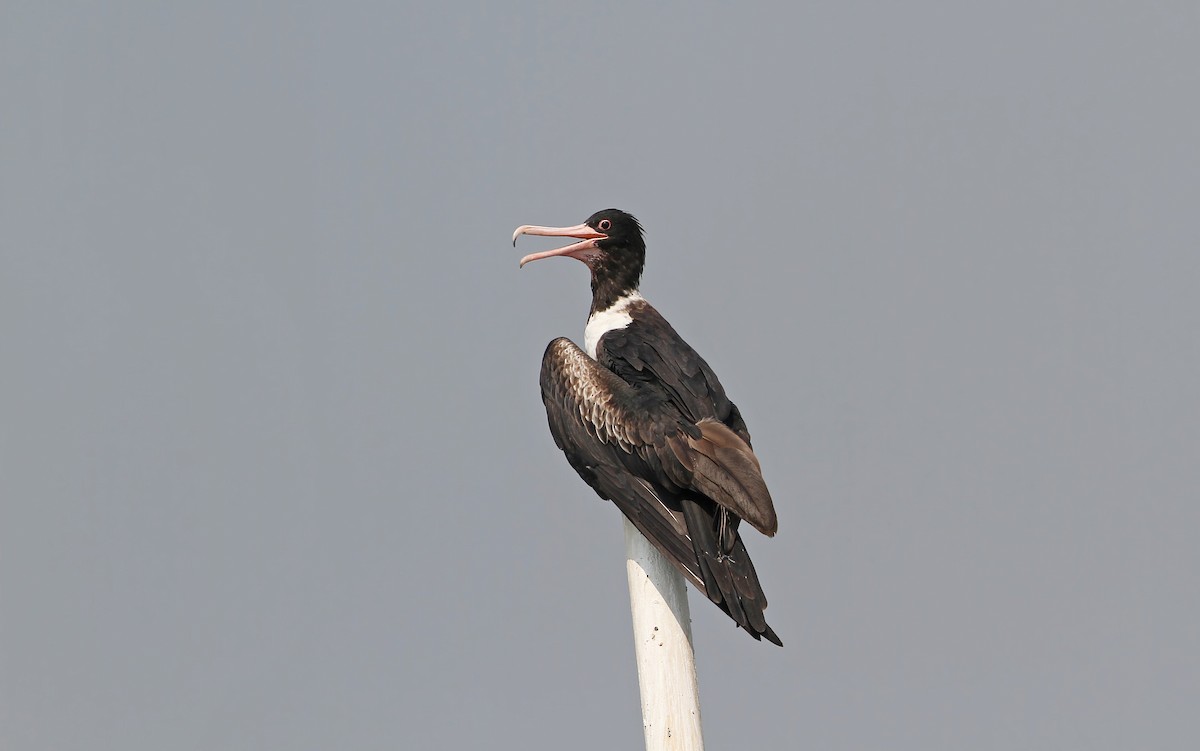 Christmas Island Frigatebird - ML67909181