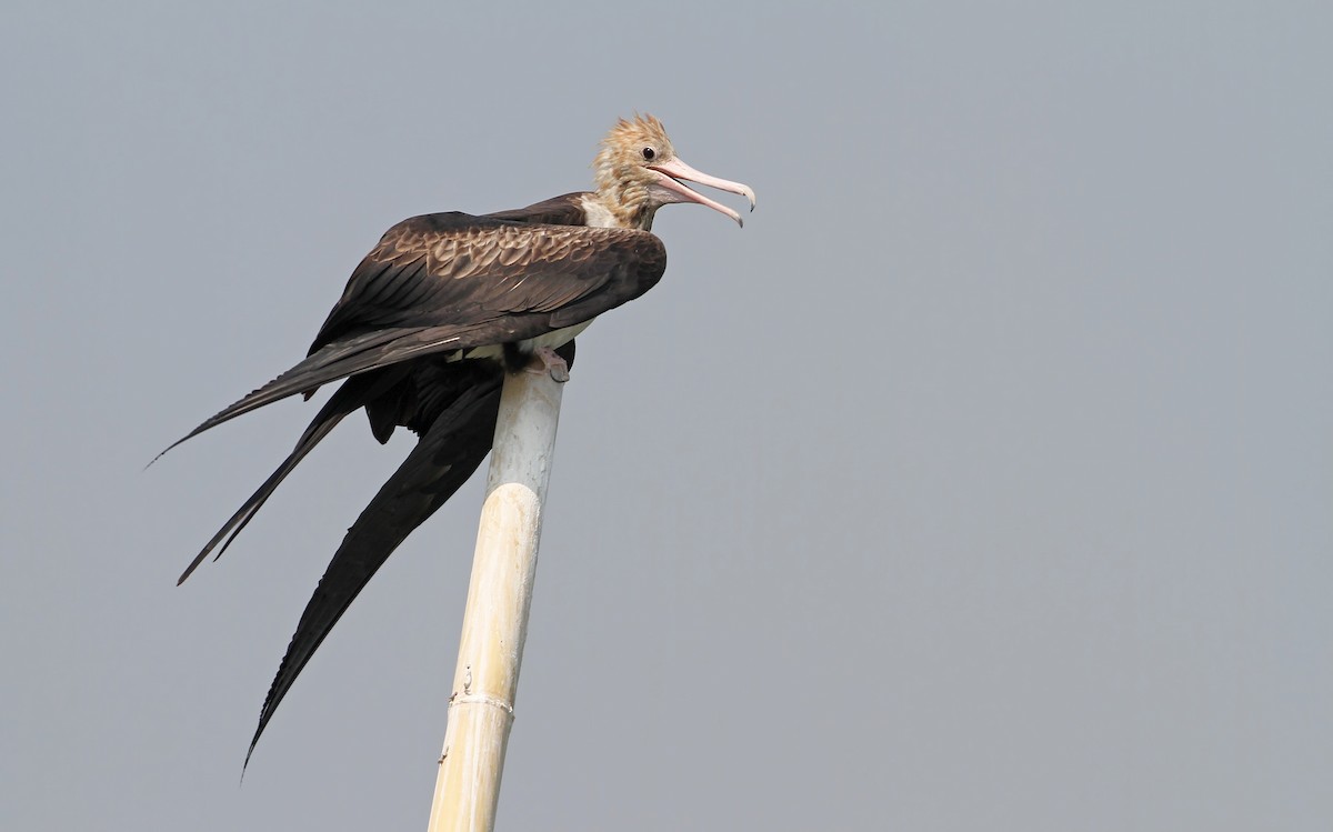 Christmas Island Frigatebird - ML67909221