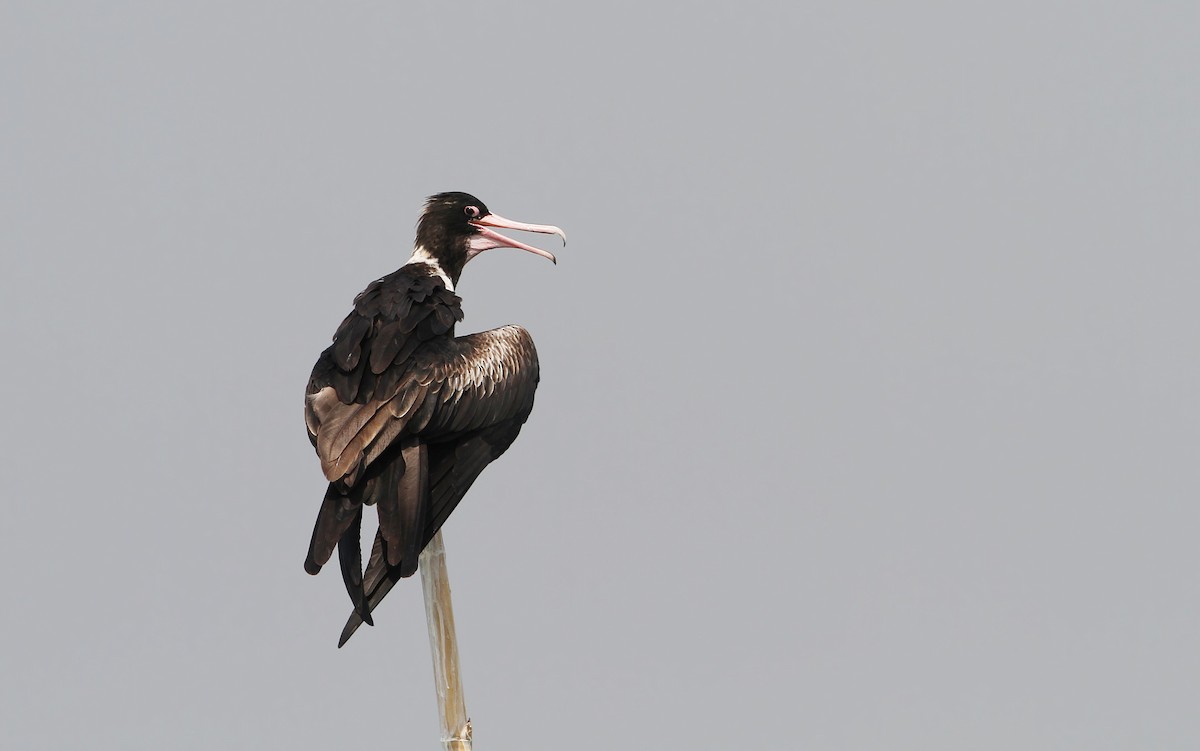 Christmas Island Frigatebird - ML67909251