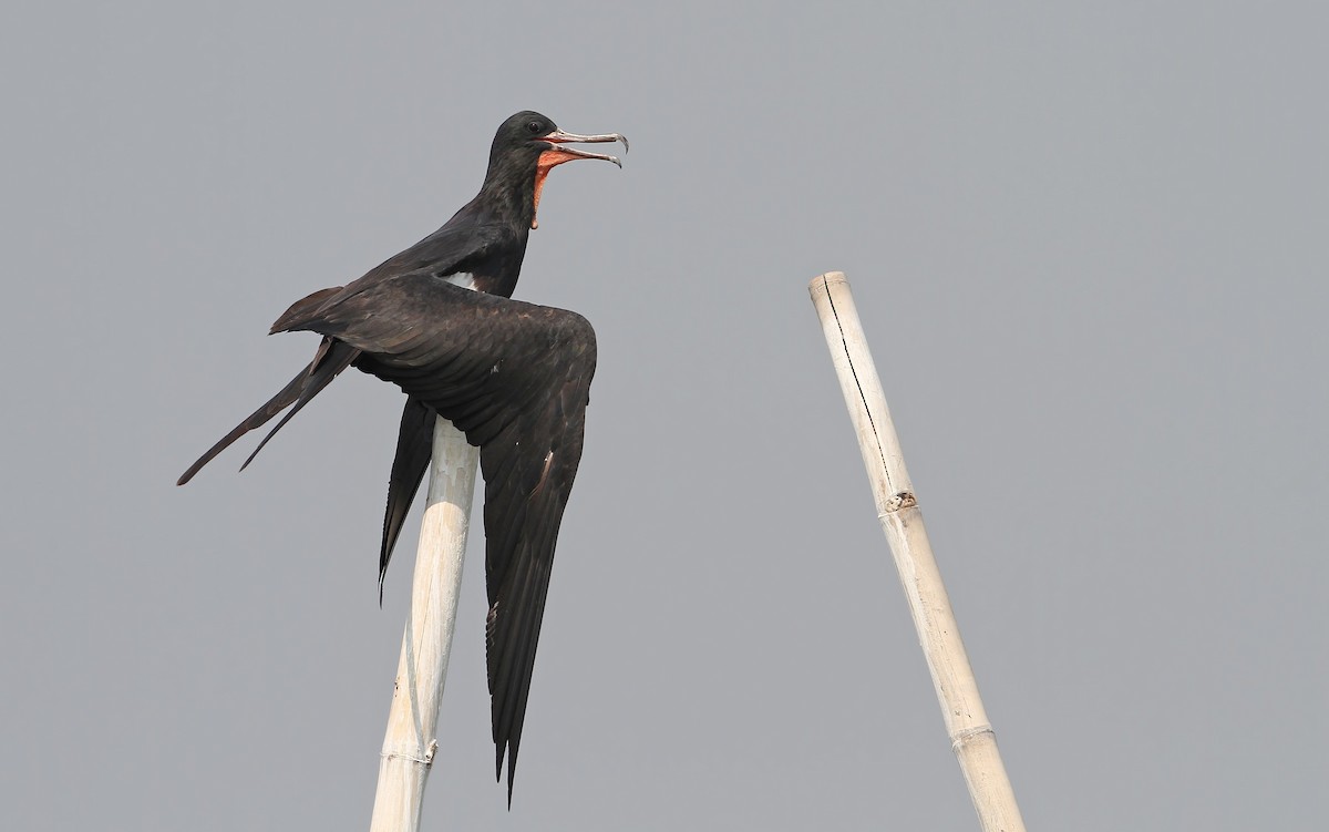 Christmas Island Frigatebird - ML67909311