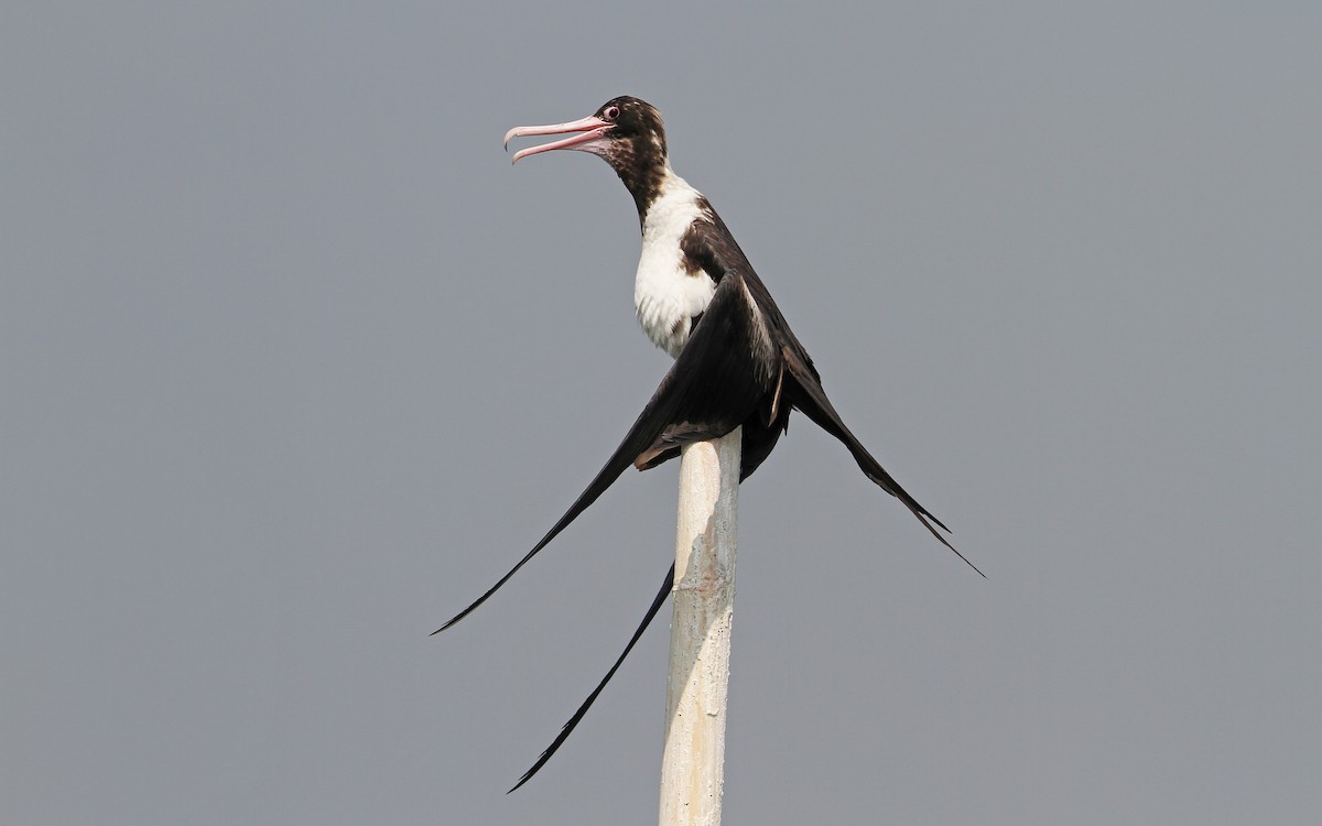 Christmas Island Frigatebird - ML67909351